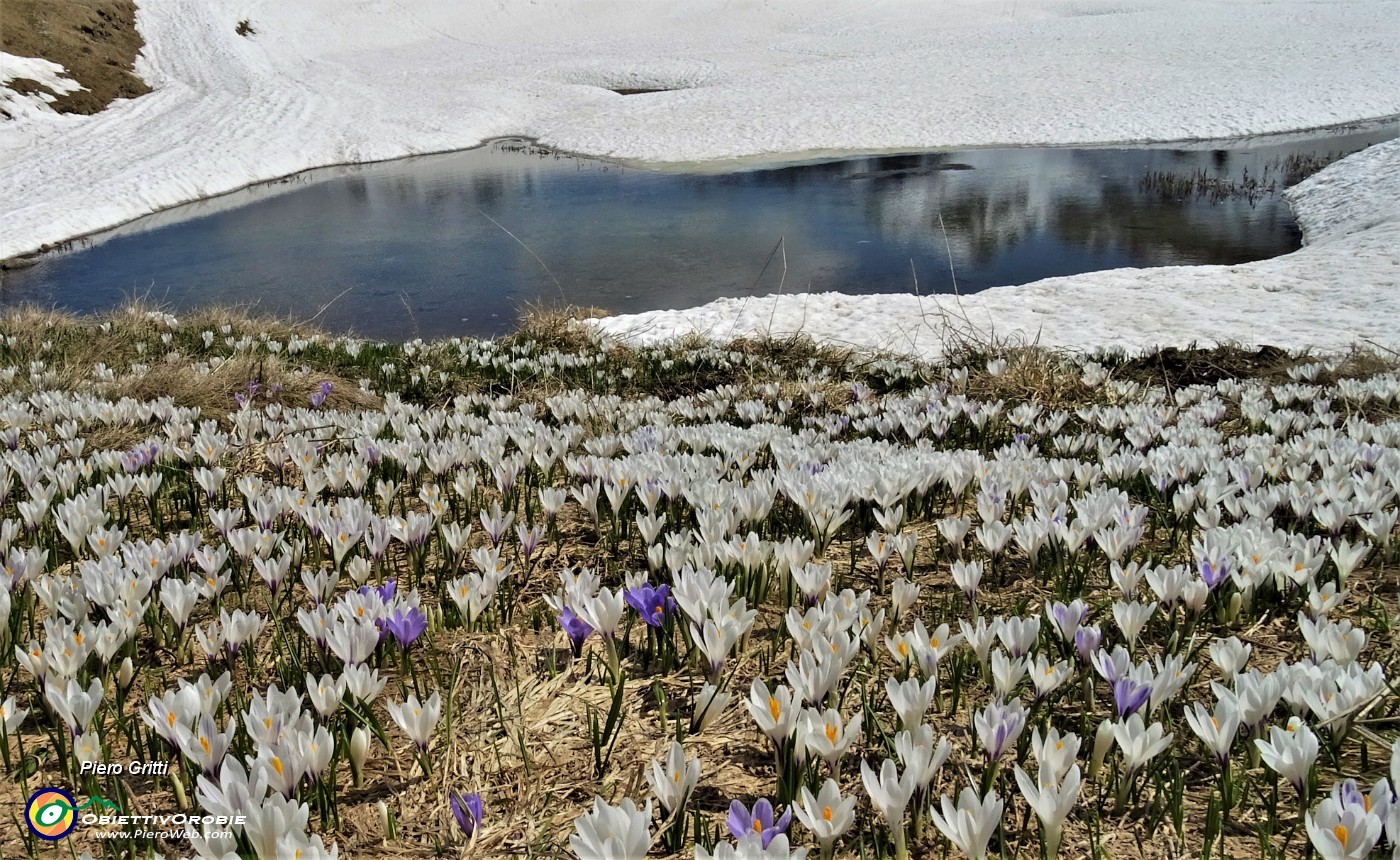71 Laghetto in disgelo, pascoli in estese fioriture multicolori di Crocus vernus.JPG